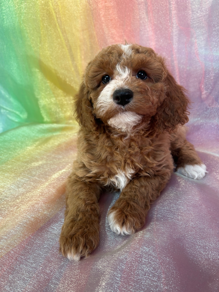 Male Cockapoo Puppy for Sale DOB 10-2-2024 $950 